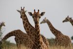 Nubian giraffes in Murchison Falls National Park, Uganda