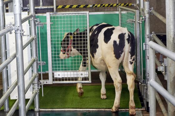 Scientists Are Toilet-Training Baby Cows to Cut Emissions