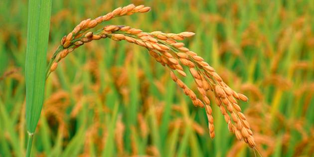 Do You Know Where Your Rice Comes From? - Bloomberg