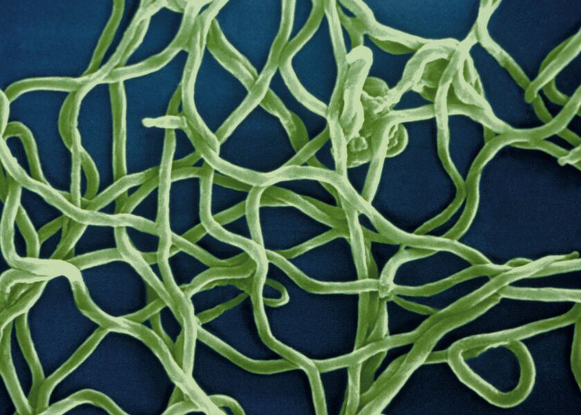 relates to Dubious Alternative Lyme Treatments Are Killing Patients