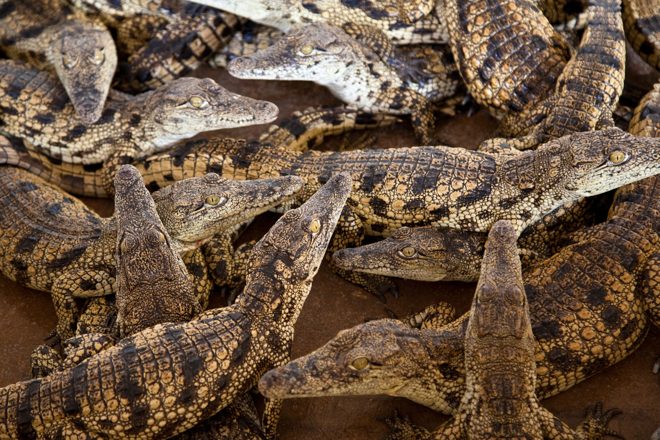 Crocodile-Skin Export Tax Killing Industry, Zambian Farmers Warn - Bloomberg