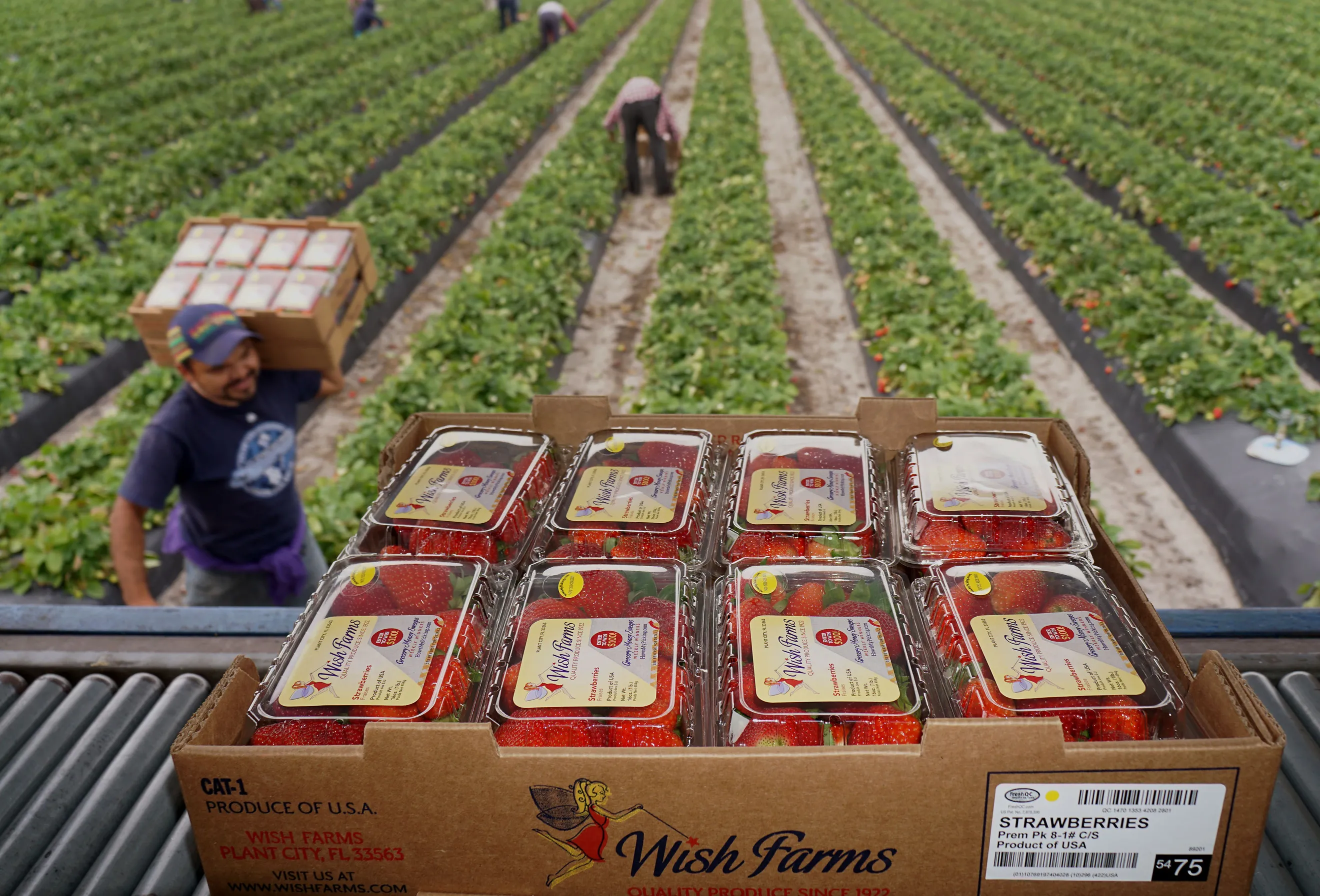 Annual Strawberry Harvest Brings Almost $ 1 Billion To Local Economy