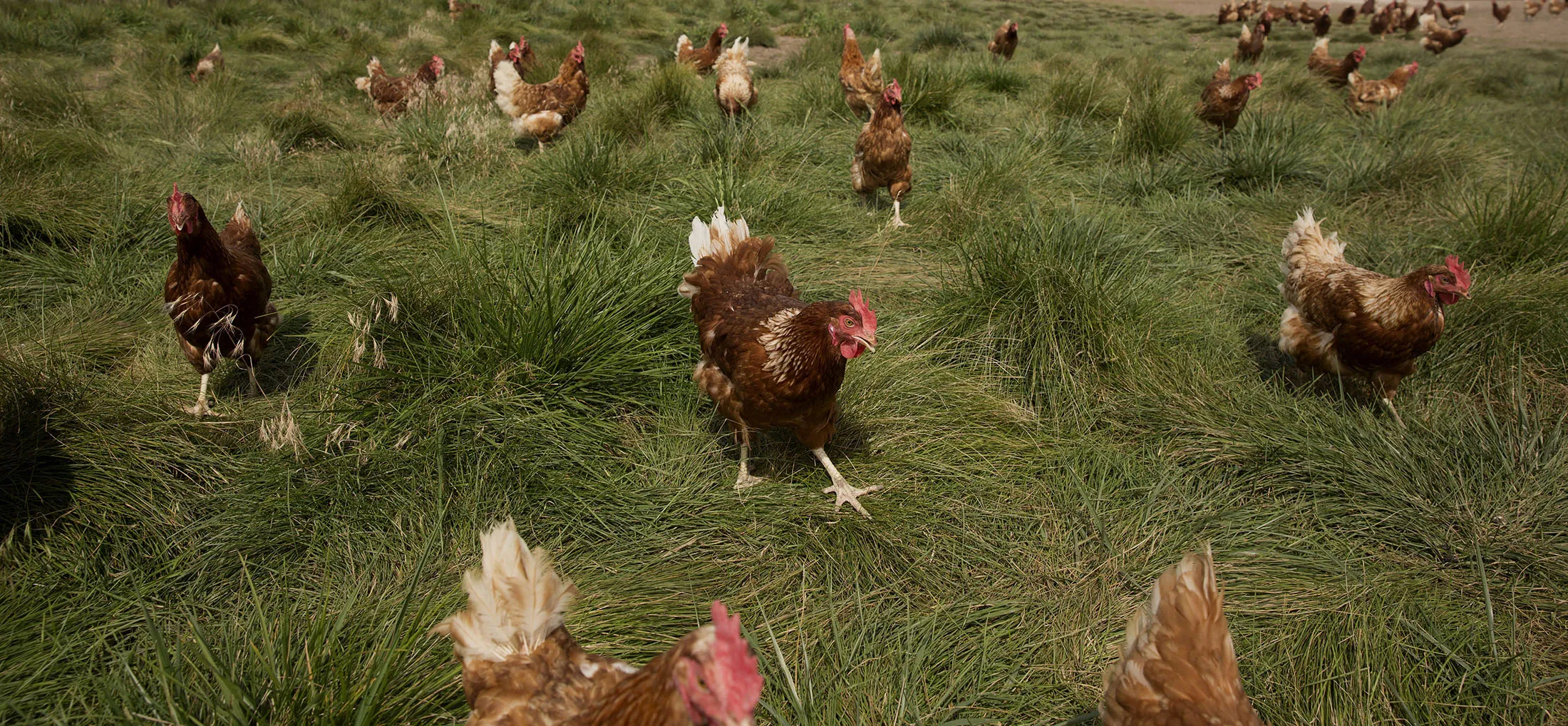 Egg Production At Organic Illinois Poultry Farm