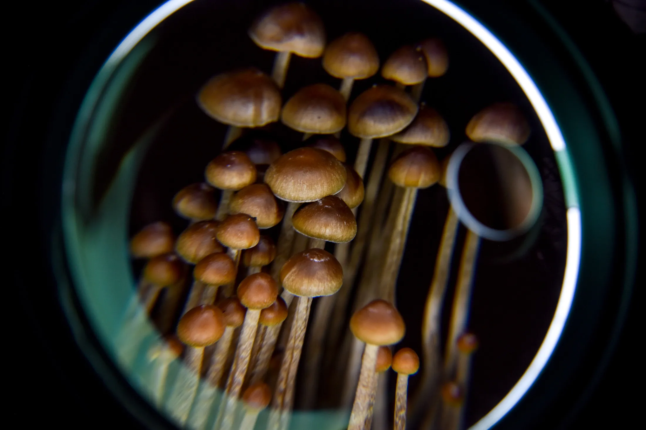 Psilocybin mushrooms.