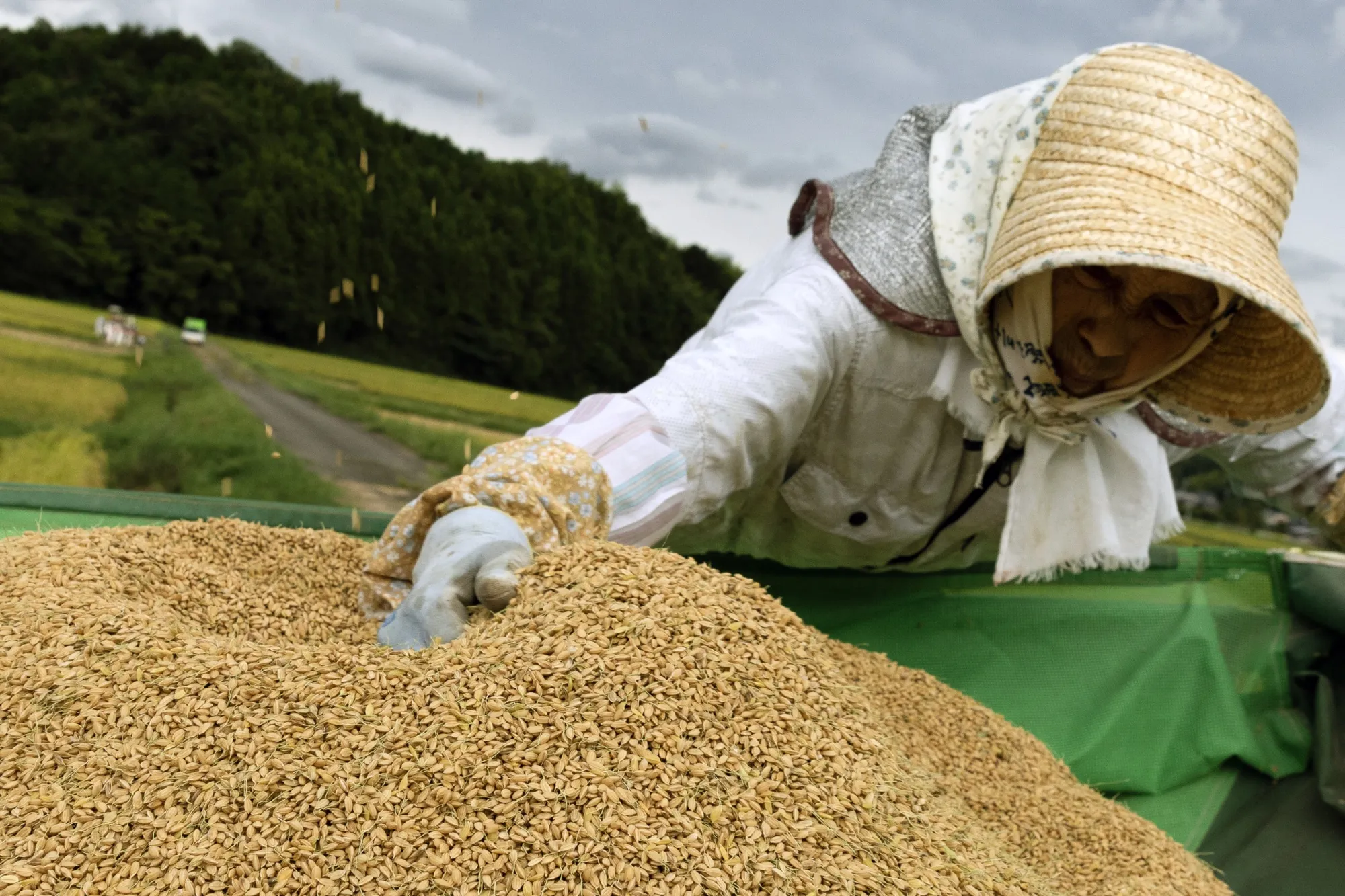 A farmer checks harvested rice in Japan.