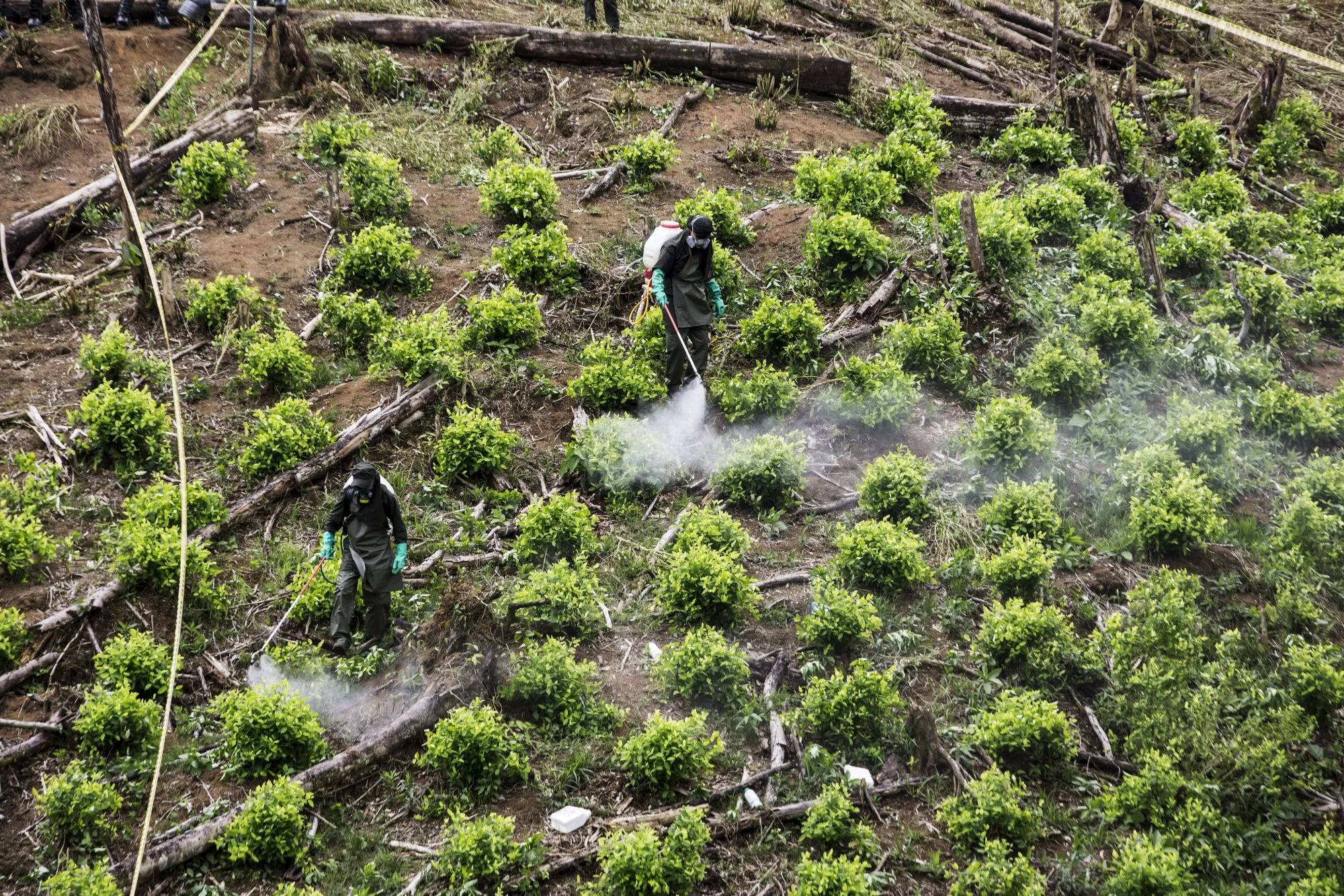 Anti-narcotics police officers destroy coca plants in a field near Tumaco, Colombia.