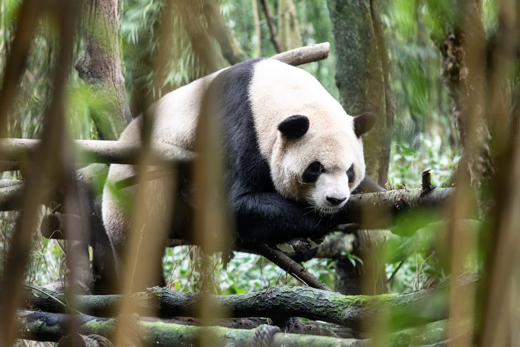 Beware the China bears.