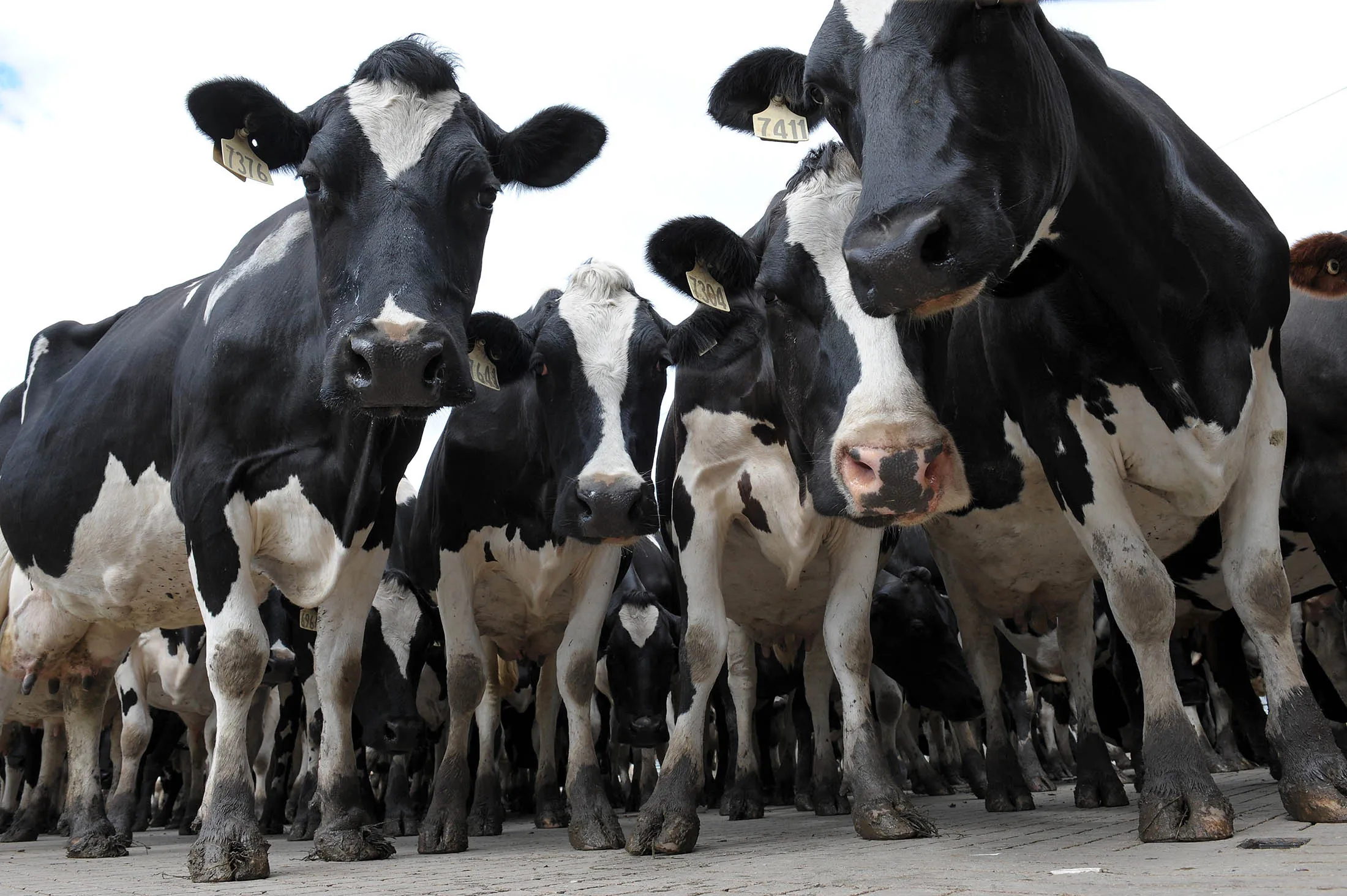 Cheap Beef Is Here to Stay as Ranchers Are Own Worst Enemy - Bloomberg