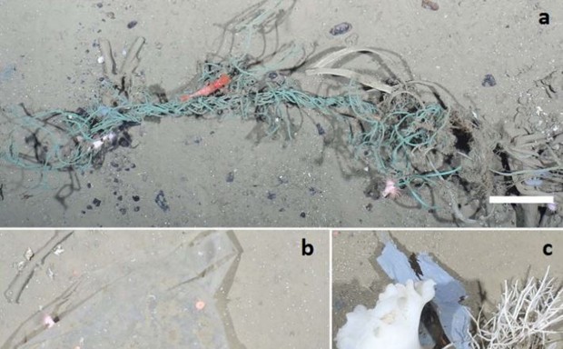 Researchers probing the Arctic Ocean found, among other trash, fishing gear entangled with sea creatures, a plastic shopping bag, and plastic shards held onto by sponges. 