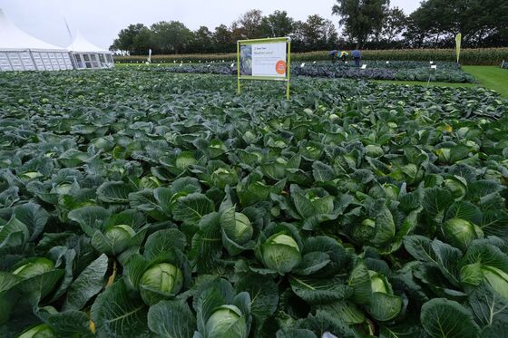 Farmers Take on ‘Post-Apocalyptic’ Food Crisis