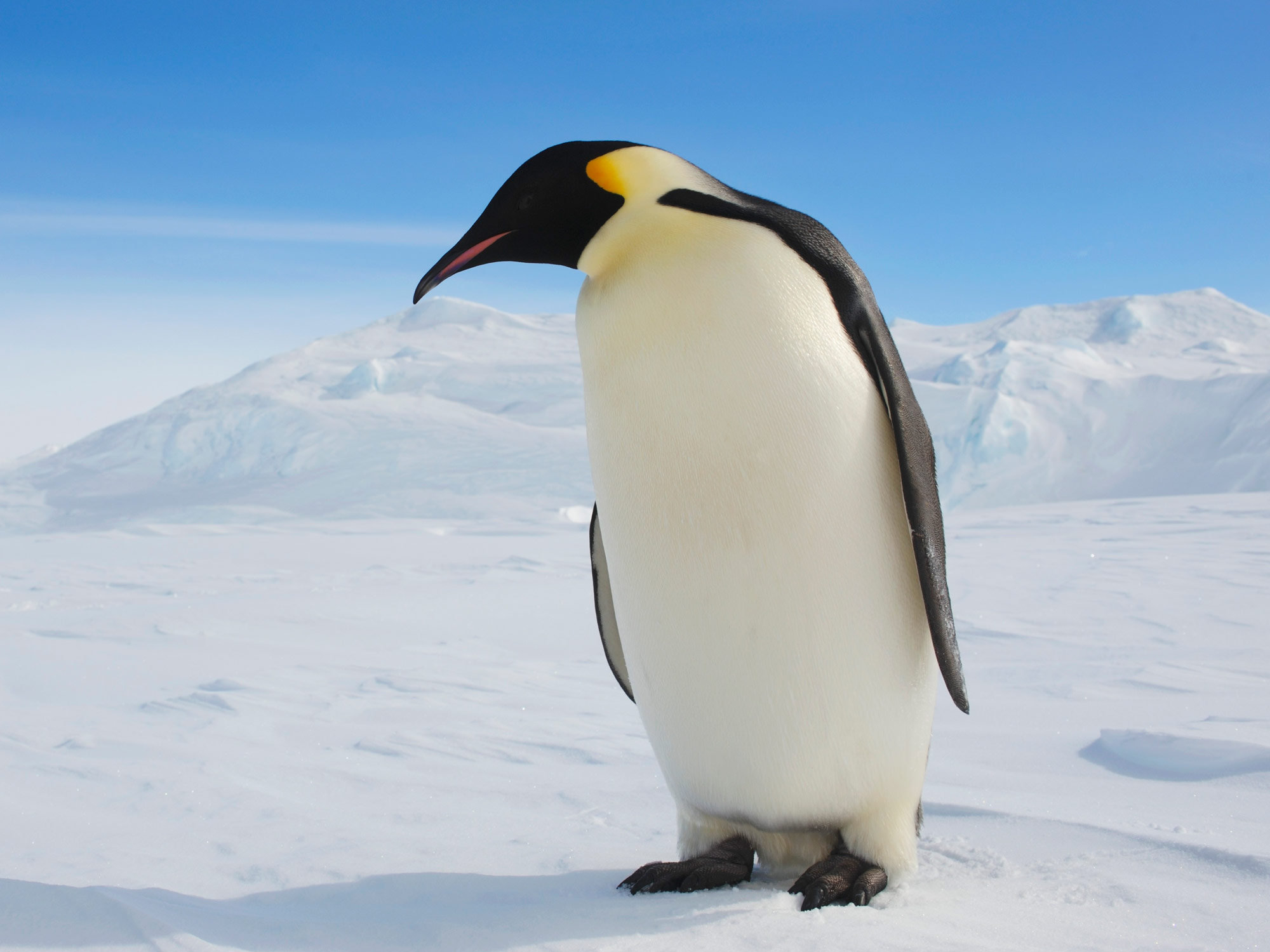 Real Emperor Penguin