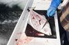 A person wearing blue gloves is holding a knife over a partially fileted fish. The fish is on a white counter smeared with blood atop a black cutting mat.