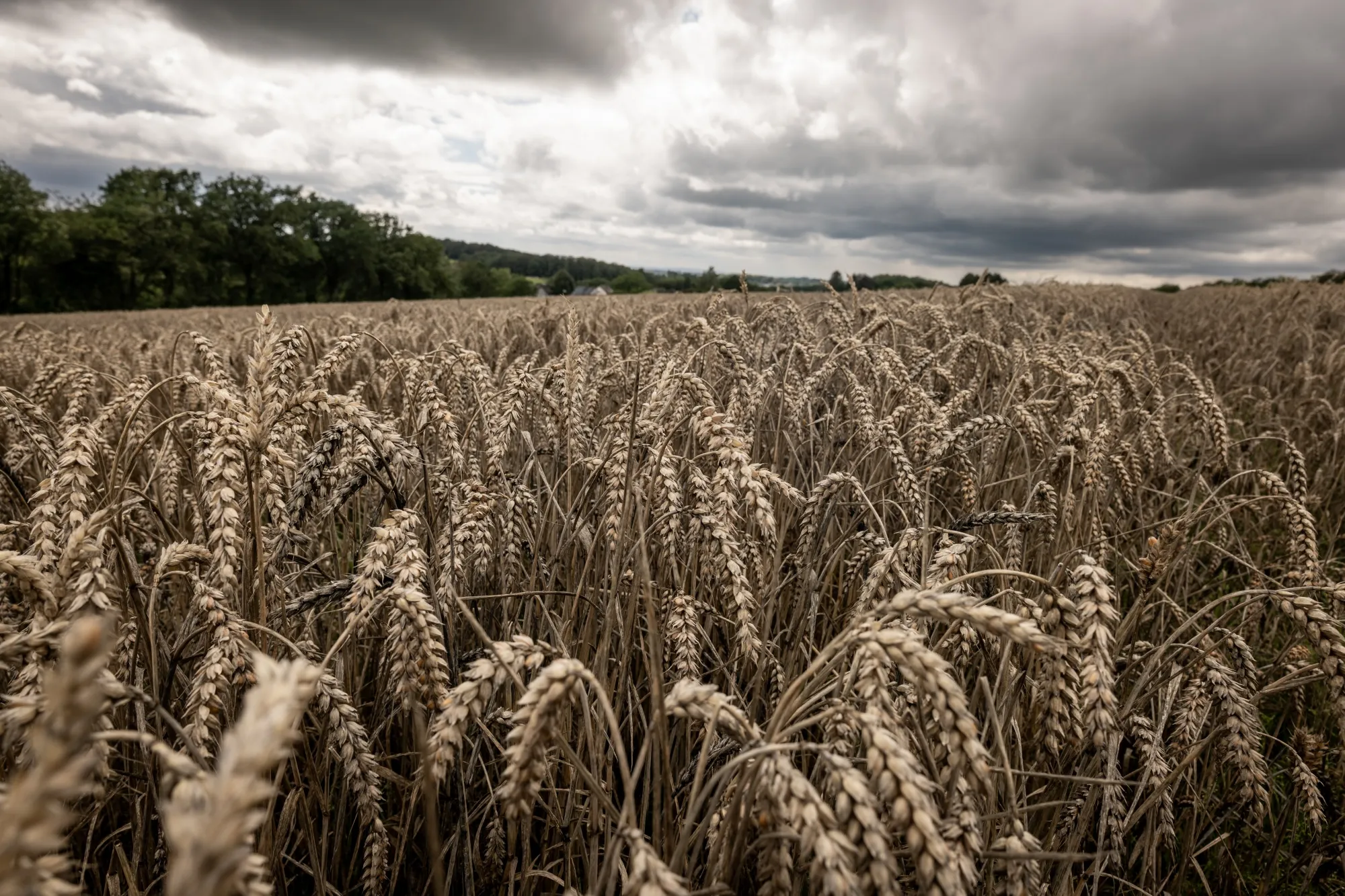 Dark clouds loom over a wheat field near Wermelskirchen, Germany, on Aug. 3.