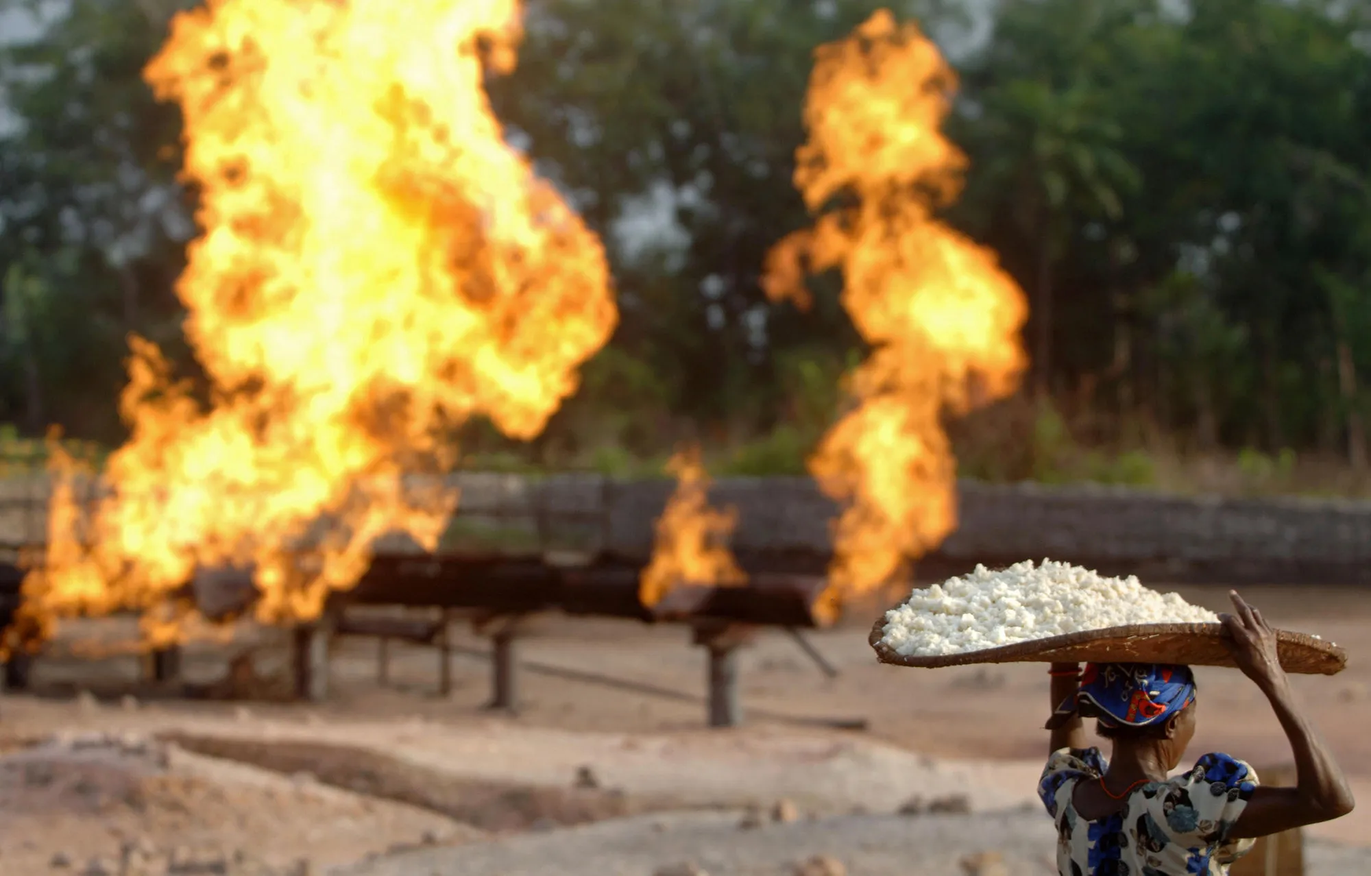 A woman carries tapioca seeds next to a