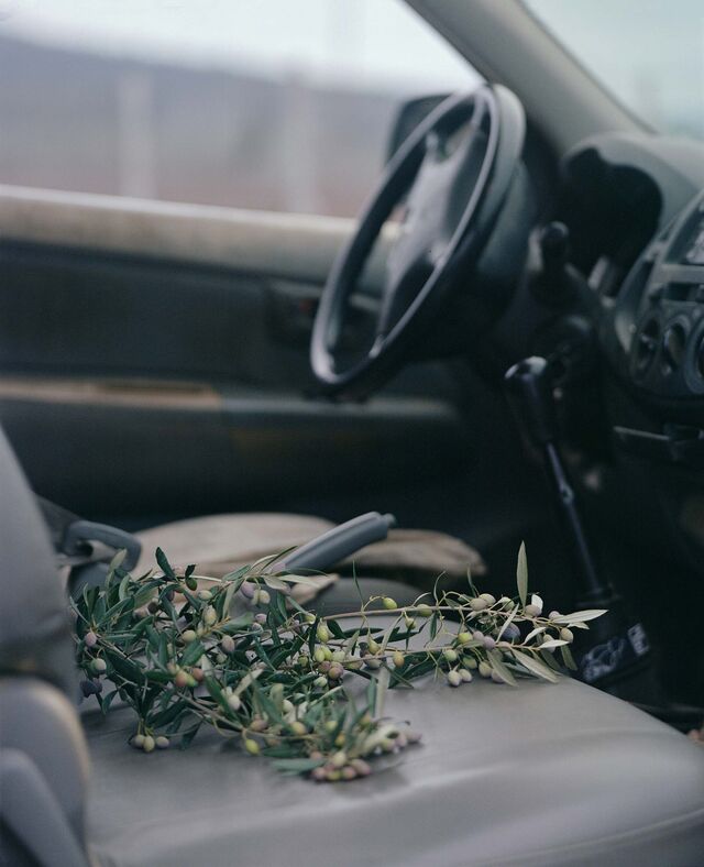 olive tree branch on the front seat of a vehicle