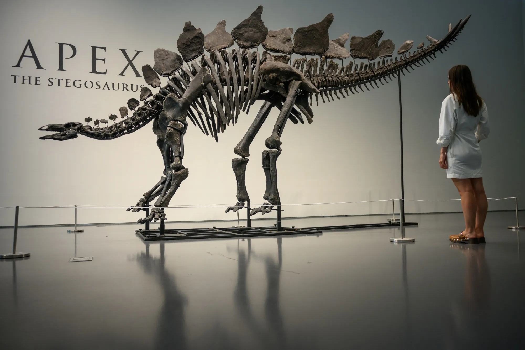 ‘Apex,’ the Stegosaurus specimen on display at Sotheby’s in New York City, and bought by Citadel’s Ken Griffin last year.
