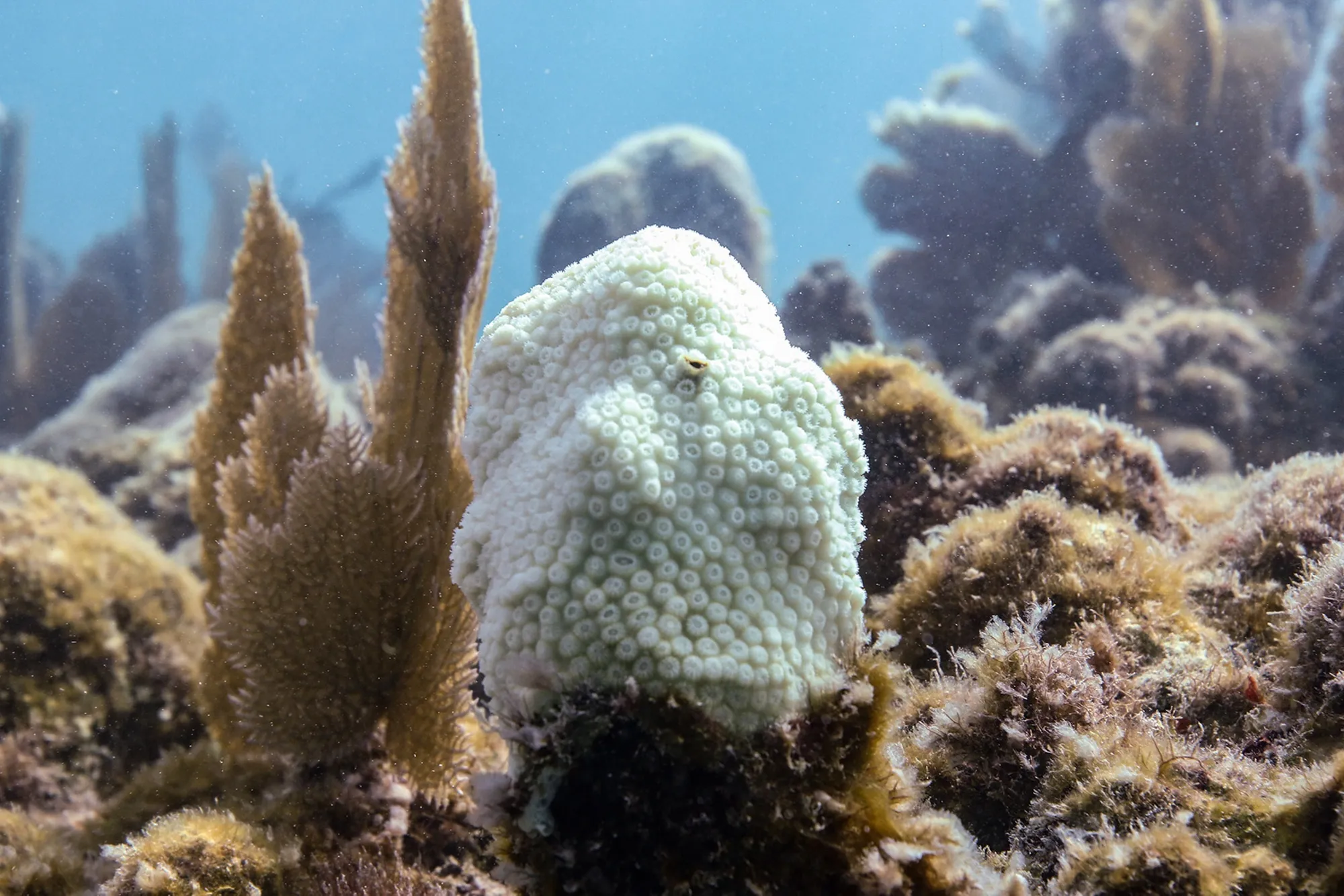 Florida’s Coral Reef following a record marine heat wave in&nbsp;2023.