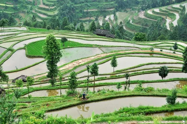 Terraced fields of rice paddies are farmed on June 4, 2013, in Jinping county, Guizhou province, China