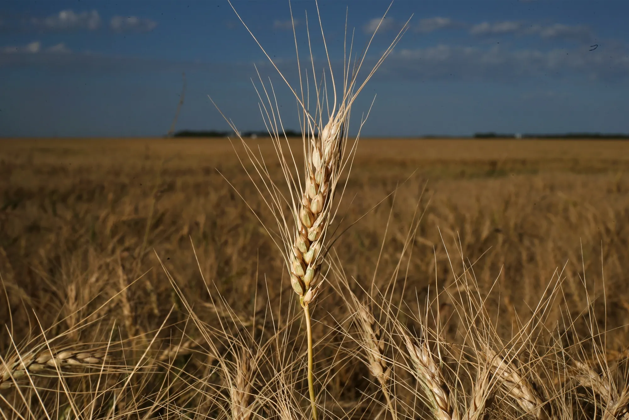 Bin-Busting Harvest In Canada Seen Adding To Global Wheat Supply