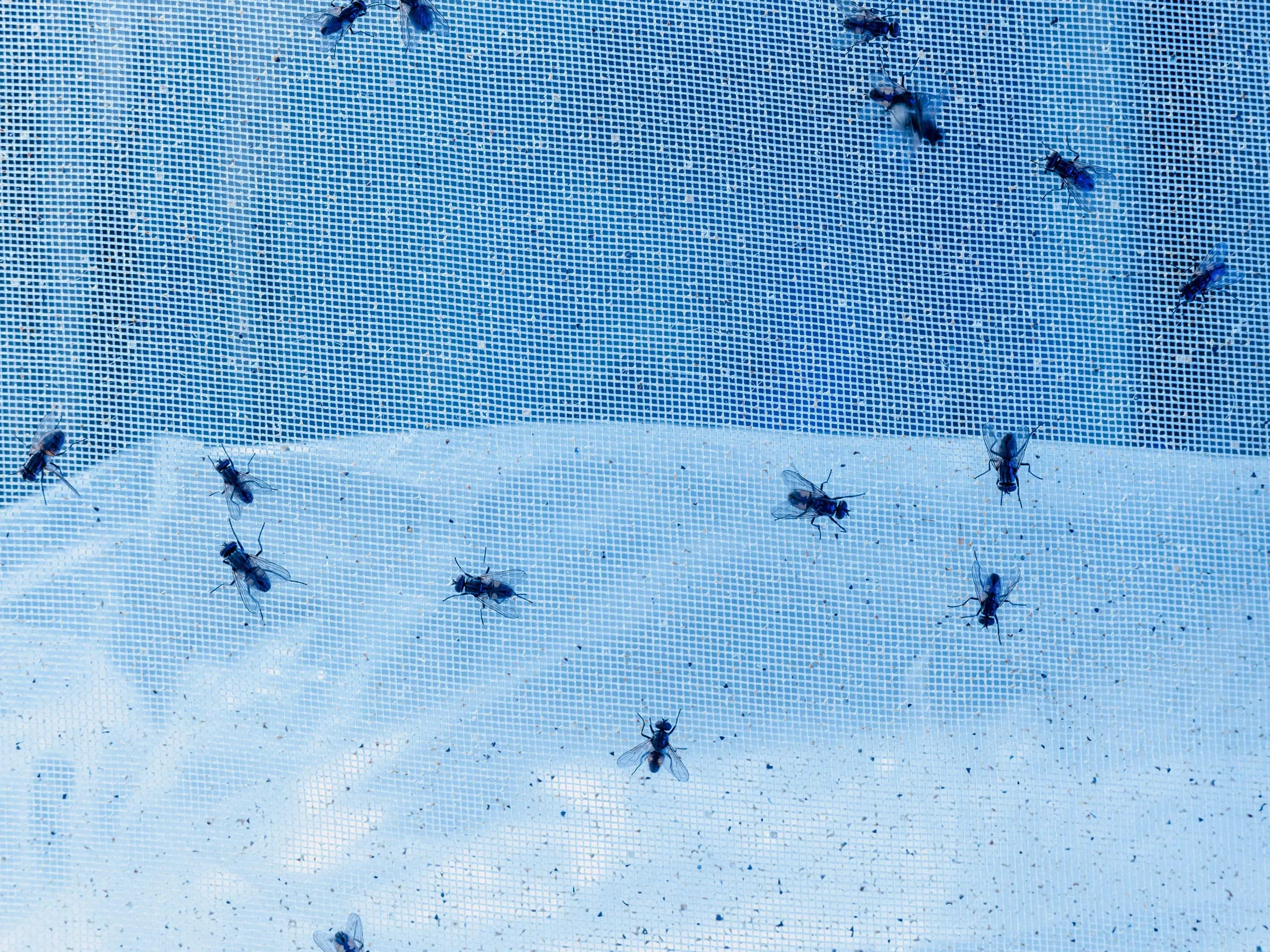 Testing Zevo insect repellent at the University of Cincinnati lab.&nbsp;