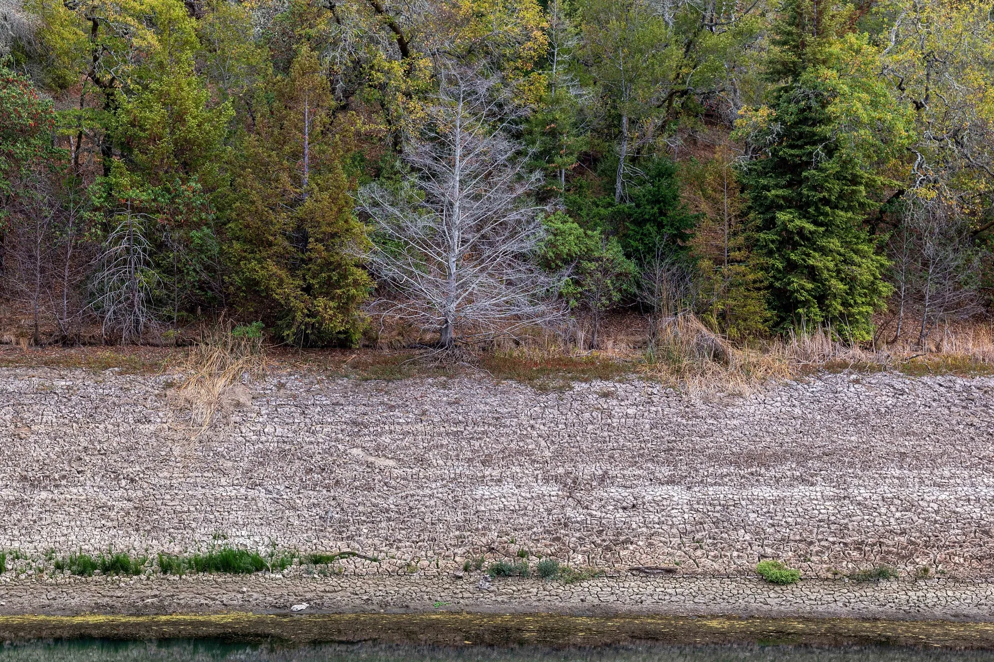 A dead tree on the shores of Phoenix Lake during a drought in Ross, California, in 2021.&nbsp;