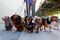 Walking the pack
