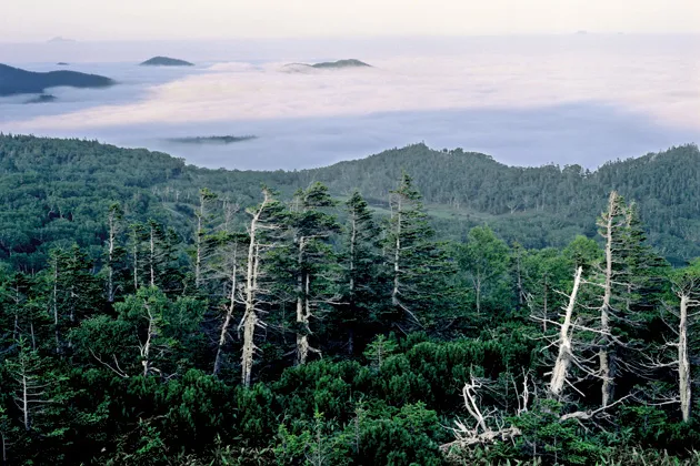 China is the leading foreign investor in Japan's forestland, which includes underground water rights