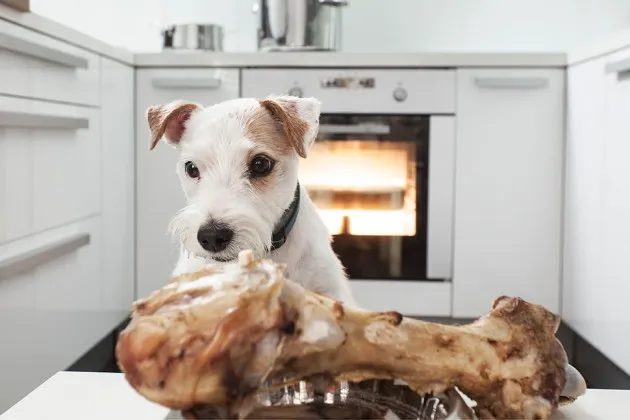 In Court Fight Over Dog Food, Poultry Byproduct Plays the Role of Smoking Gun