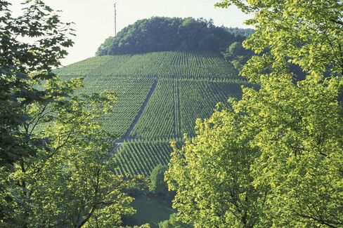 The Riesling vines of the Saarburger Rausch vineyard in the Saar Valley.