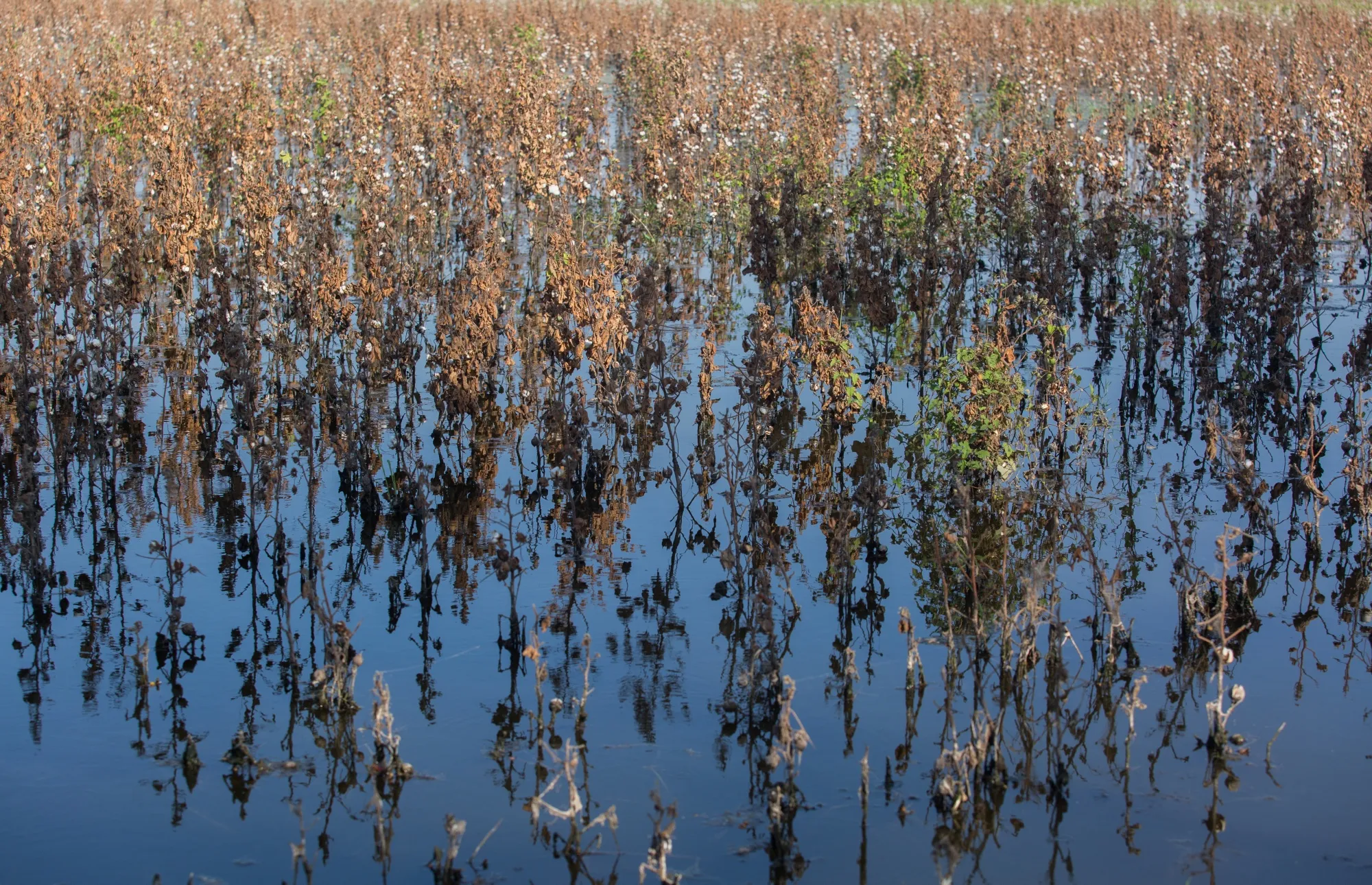 A flooded cotton farm&nbsp;in Sindh, Pakistan, Sept. 9, 2022. About 45% of Pakistan’s cotton crop was destroyed in&nbsp;flooding that killed some 1,700 people.