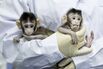 CHINA-BEIJING-CLONED MACAQUES-SUCCESS (CN)