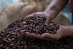 Colombian Cacao Production As Cocoa Prices See Historic Surge