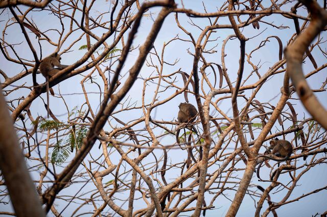 Long-tailed macaques high in trees on branches.