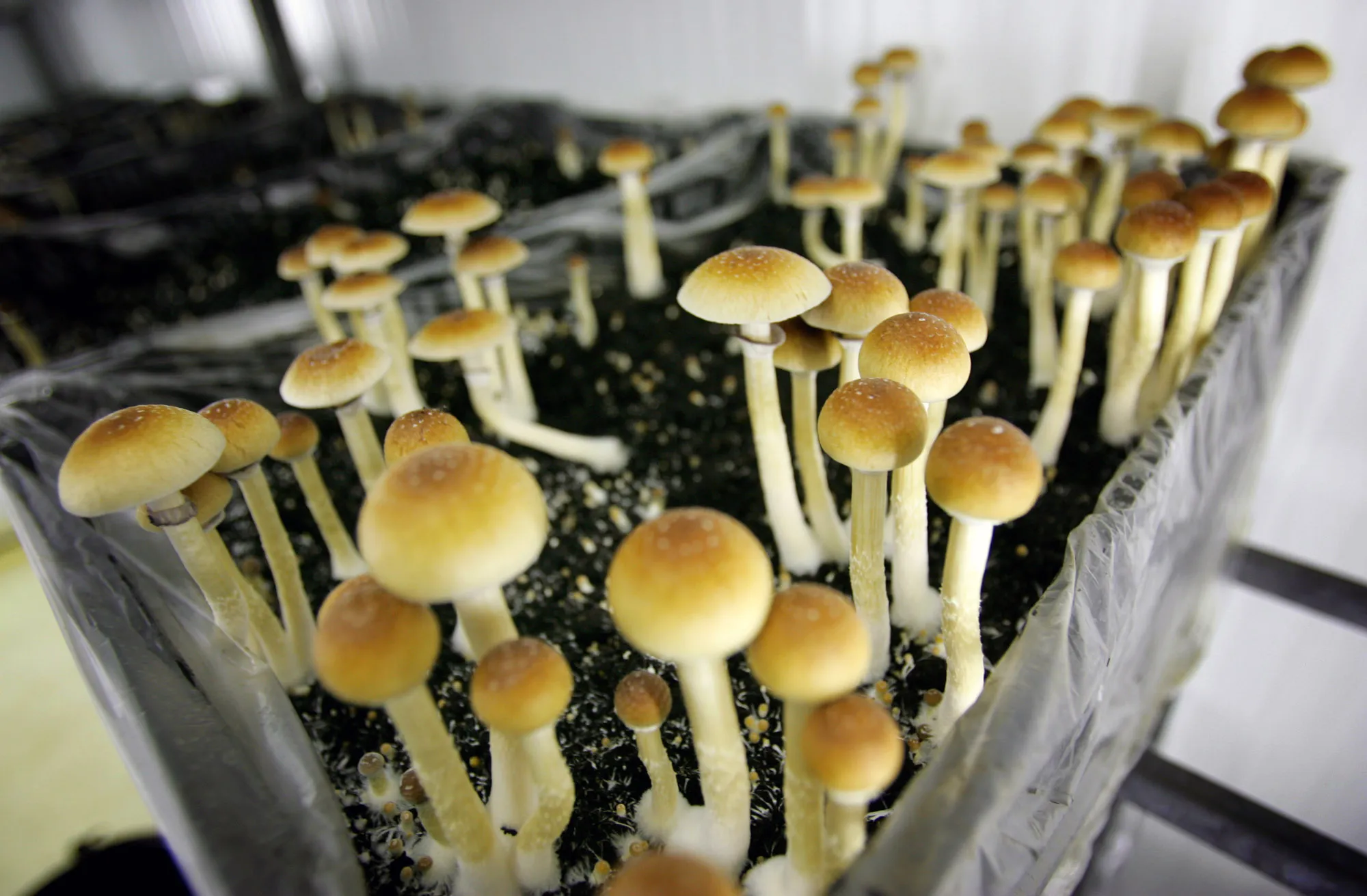 Magic mushrooms.