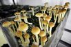 Thiel Backs Psychedelic-Drug Startup in Latest Funding Round