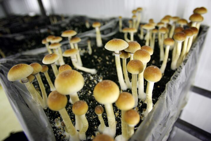 Thiel Backs Psychedelic-Drug Startup in Latest Funding Round