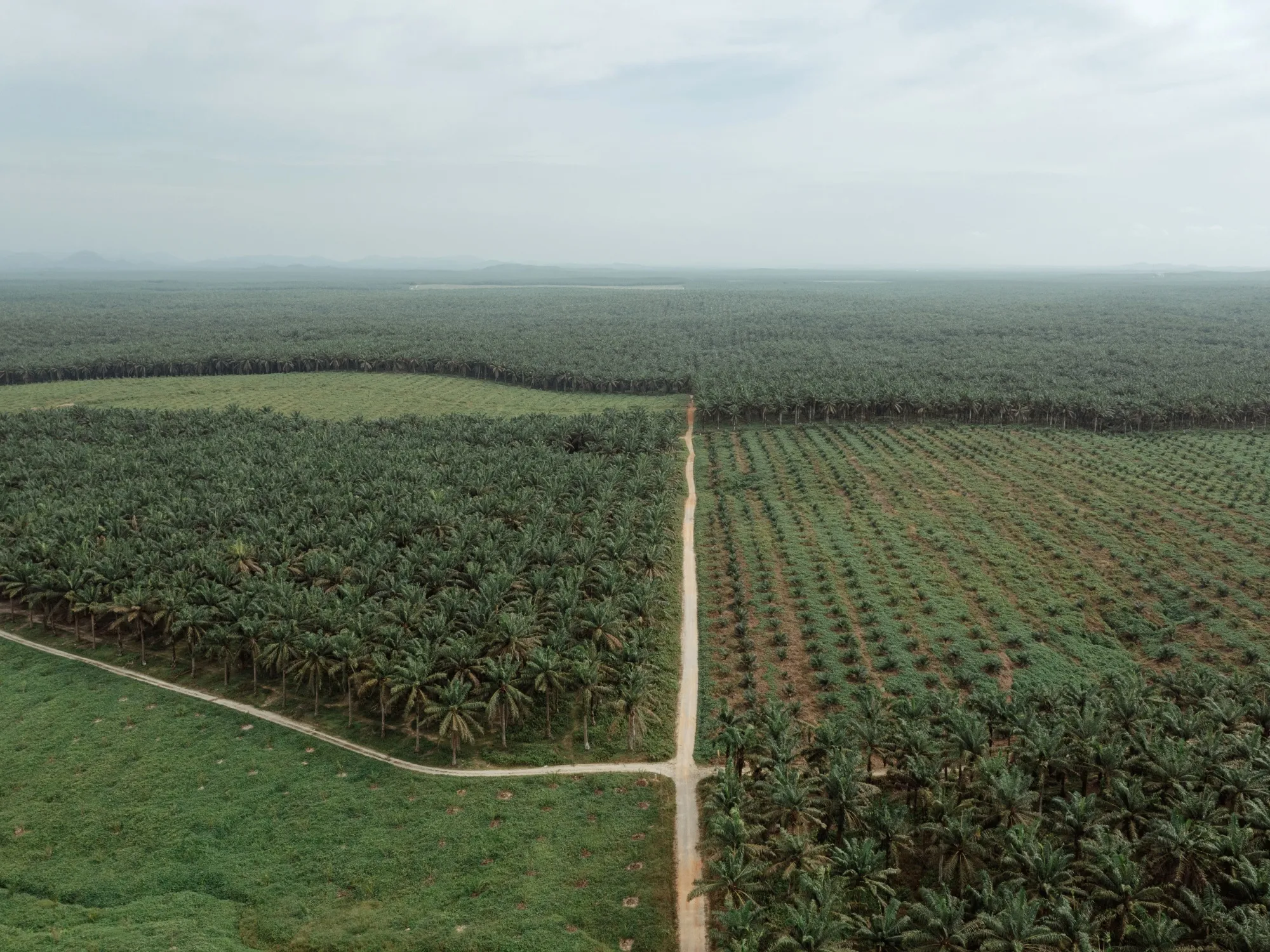 Sections of young and maturing palm oil trees at the plantation of PT&nbsp;Gunung Sejahtera Ibu Pertiwi (GSIP), a unit of Astra Agro Lestari, in Central Kalimantan.