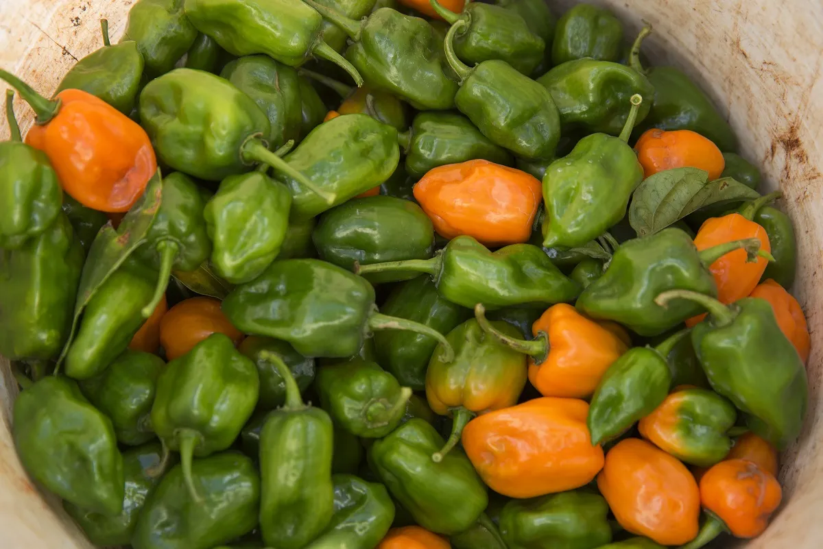 Cryptocurrency Backed by Habanero Peppers Is a Thing in Mexico - Bloomberg