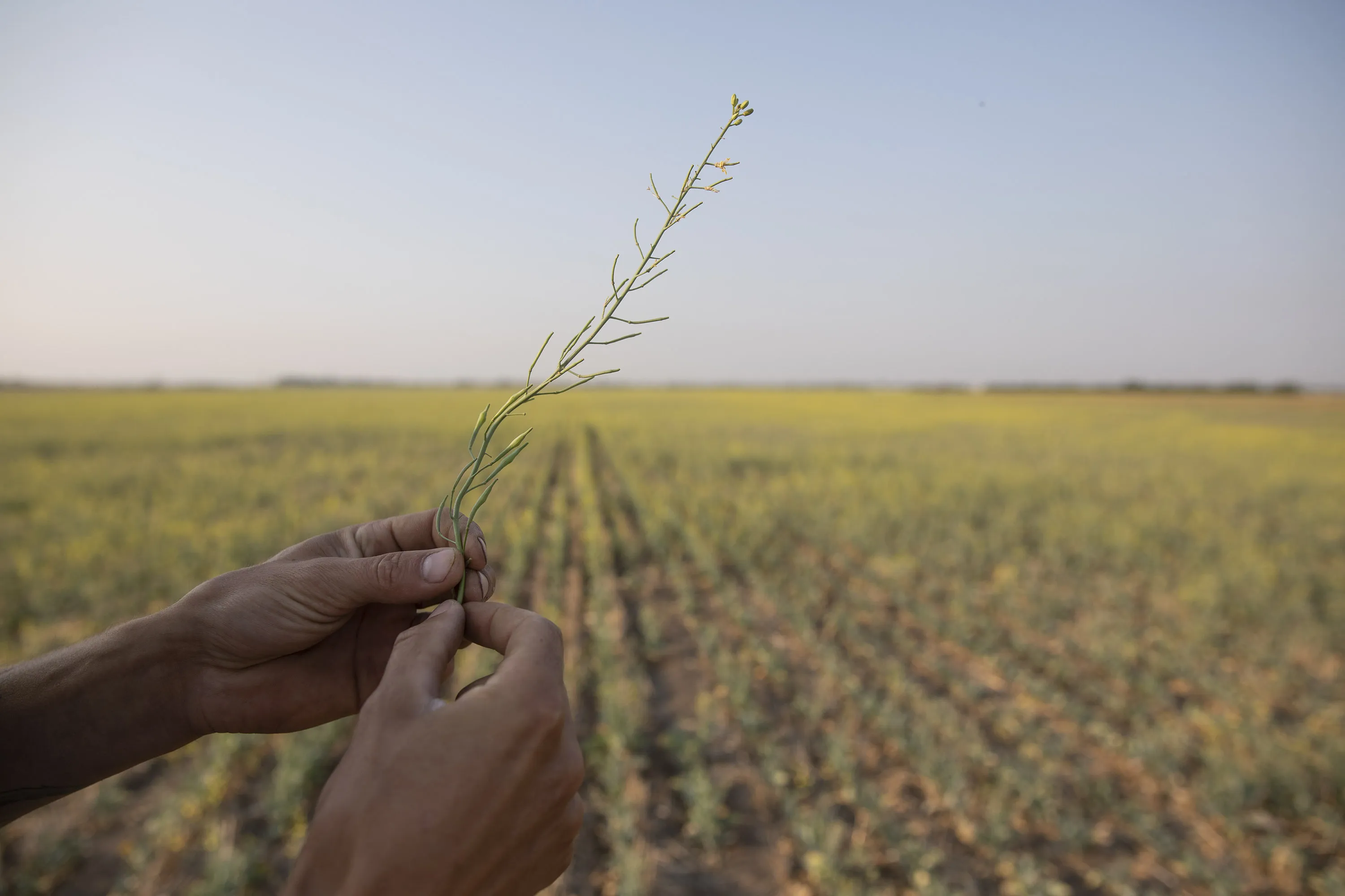 A farmer holds a drought-stricken canola plant at a farm near Osler, Saskatchewan last July.