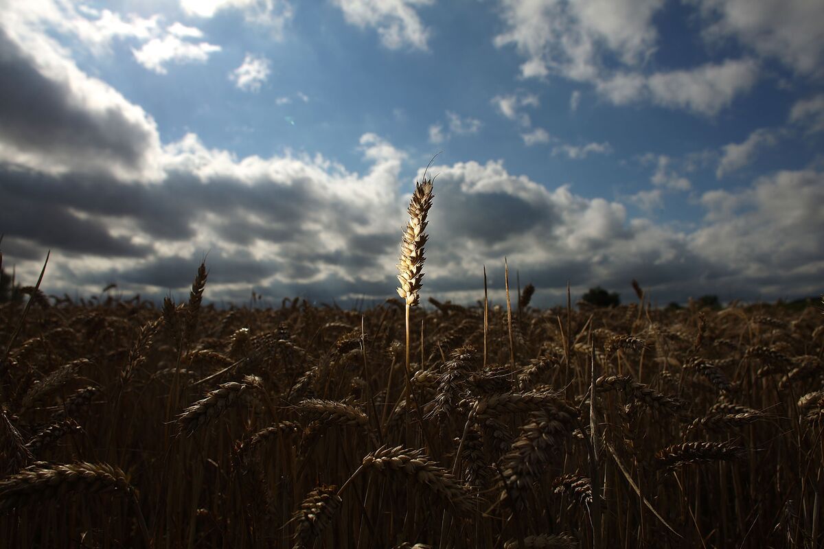 Rust of wheat фото 80