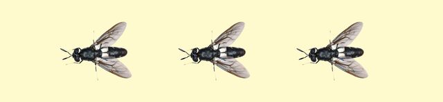 Black soldier fly illustrations