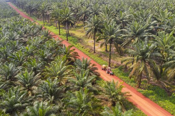 Drones That Do the Work of 500 Farmers Are Transforming Palm Oil