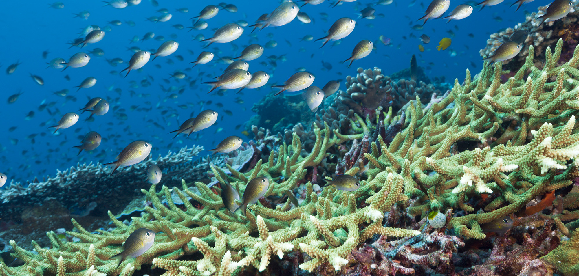 geo 5 ucla coral reefs