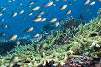 coral reef florida