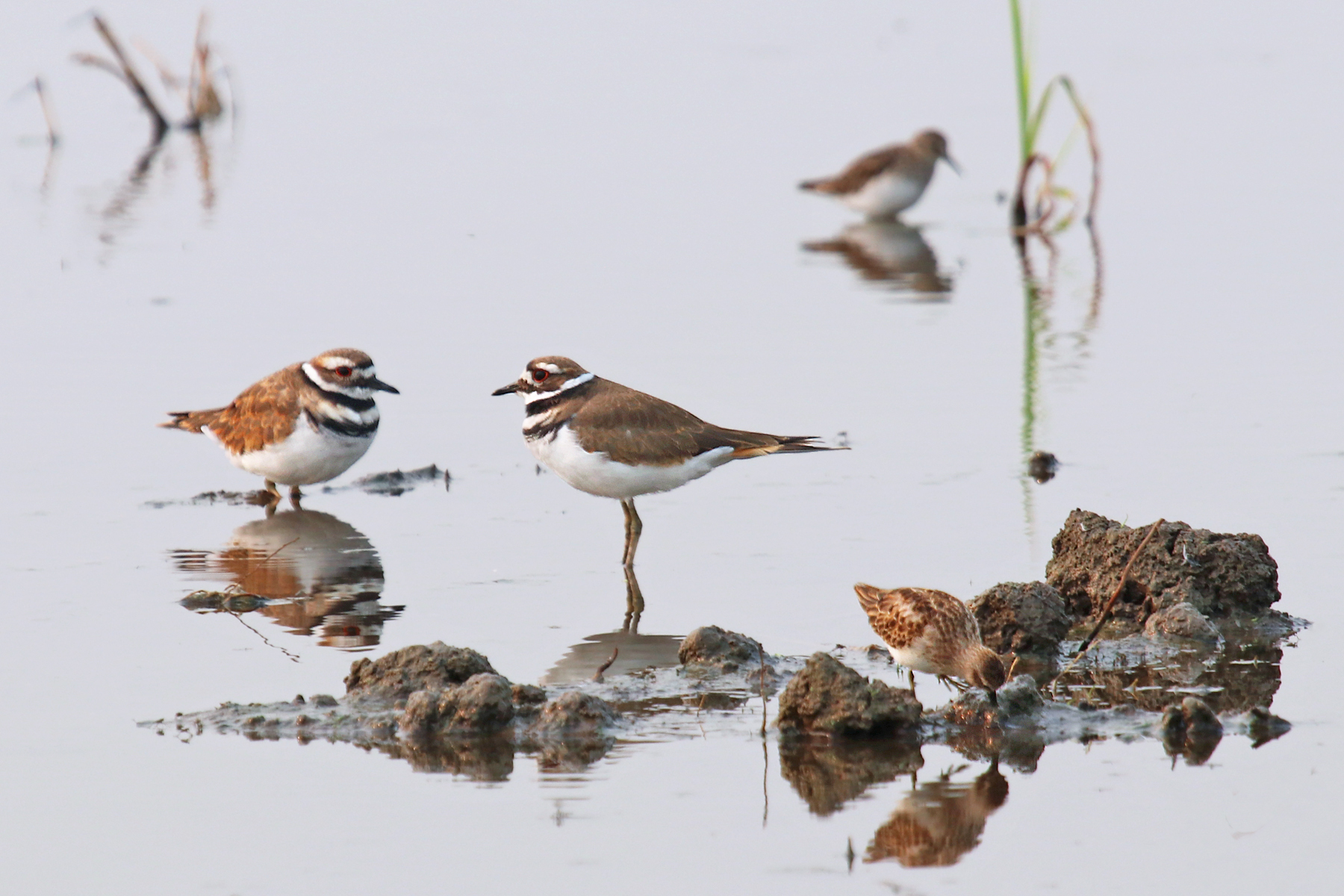 Killdeer, one of many shorebird species that migrate through the Sacramento Valley, stop for a drink in a flooded rice field.