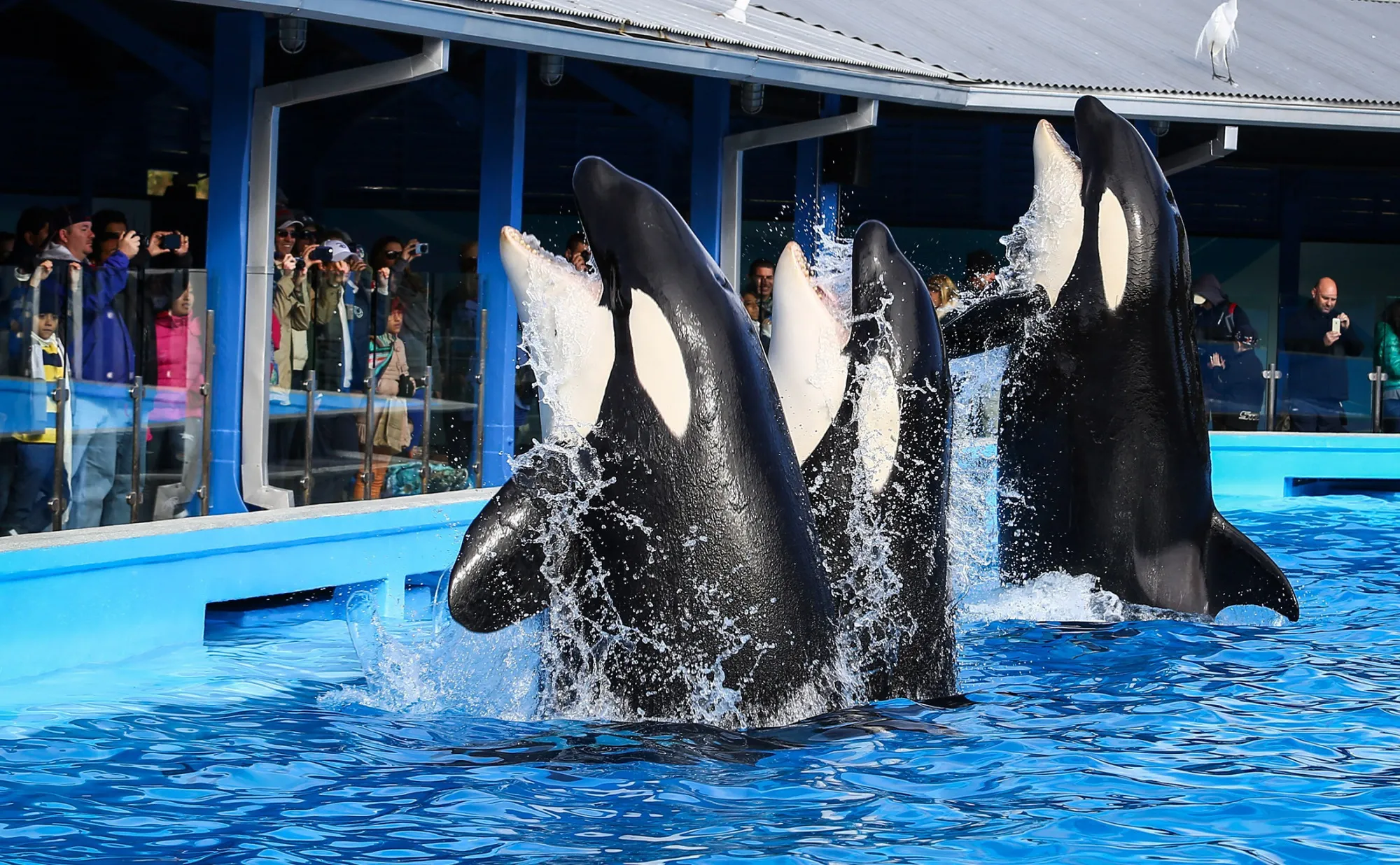 1490355887_SeaWorld_001