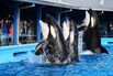 1490355887_SeaWorld_001