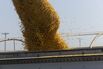 A Corn Harvest As US Exports Projected To Increase In 2024