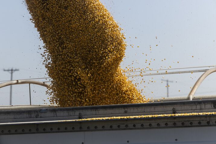 A Corn Harvest As US Exports Projected To Increase In 2024