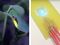 Firefly Lightbulbs